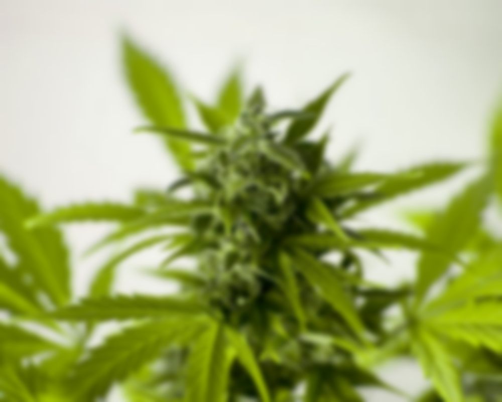 https://alphapharmhealthcaregroup.co.za/wp-content/uploads/2019/09/marijuana-3065611_960_720-1000x800.jpg